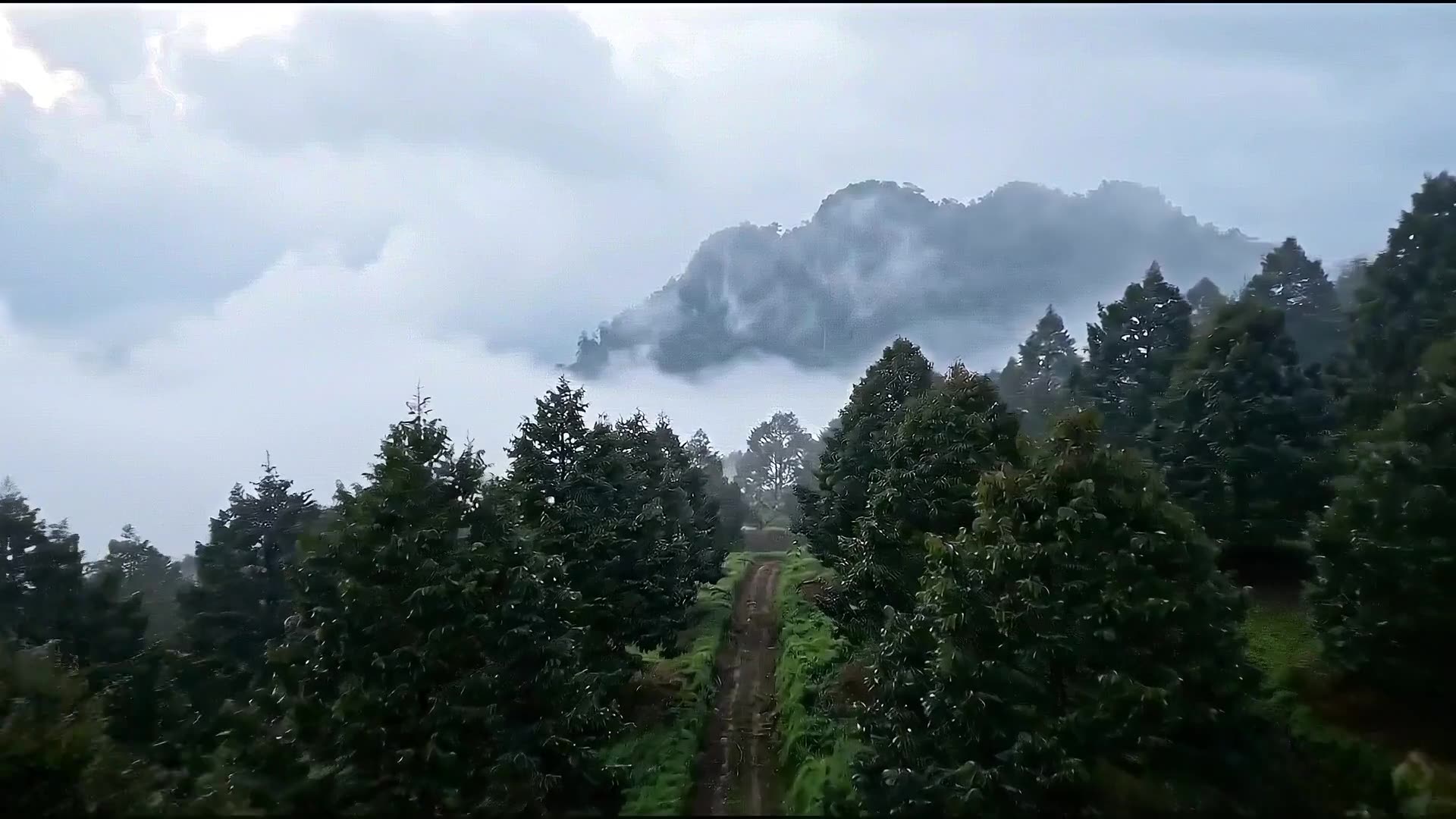 Illustrative view along orchard rows on sloping terrain